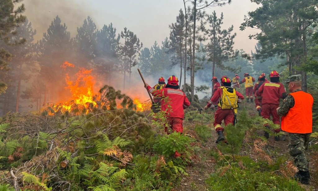 Mbrojtja nga zjarri: Shqipëria arrin mesataren e BE për numrin e zjarrfikësve, por jo me mjete